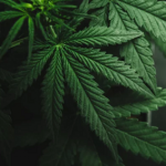 3 Marijuana ETFs To Buy For Safer Cannabis-Based Gains