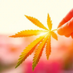The 3 Best Marijuana ETFs For Investors To Consider